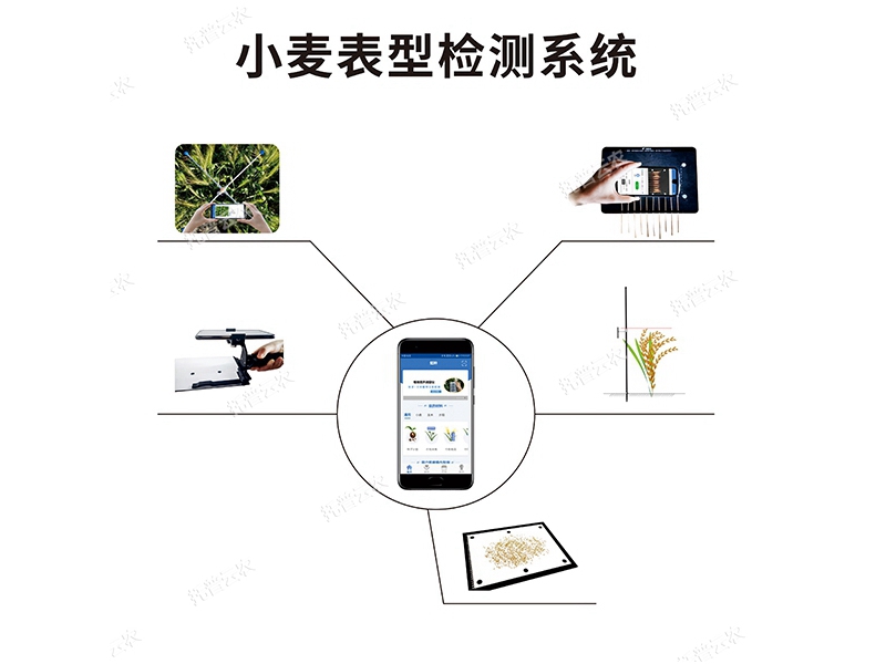 小麥表型檢測(cè)系統(tǒng) TPM-BX-1